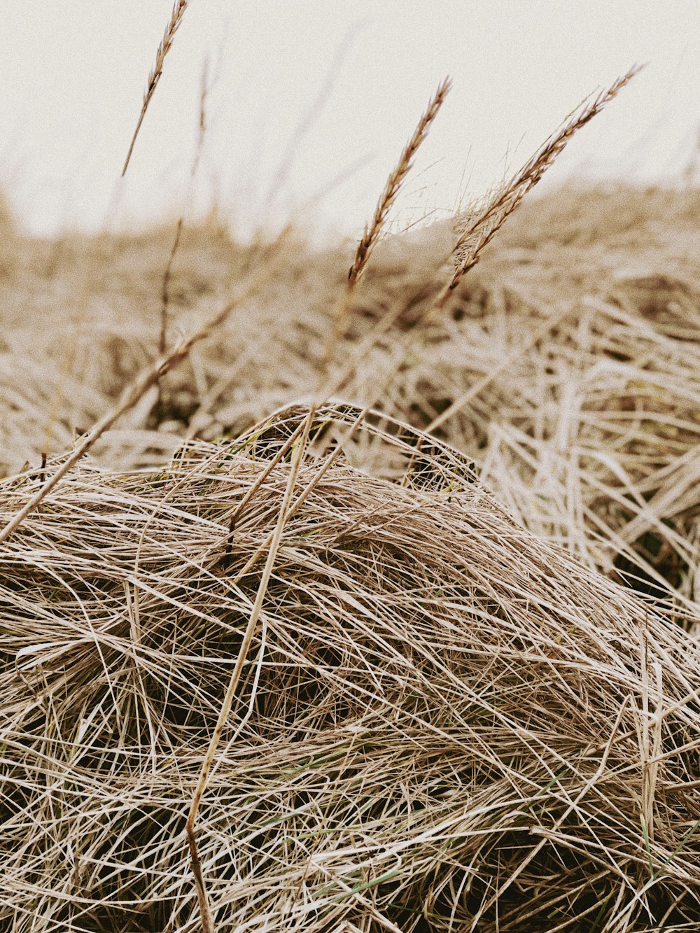 a close up of a bunch of dry grass