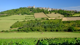 A scenic landscape featuring a quaint village situated on a hilltop surrounded by lush, green rolling fields and dense forests. The landscape includes vast expanses of cultivated land with varying shades of green and patches of brown. In the foreground, rows of crops or vineyards stretch across the land, indicating agricultural activity. The village on the hill includes a variety of buildings with brown and red roofs, and a prominent church tower stands among them.