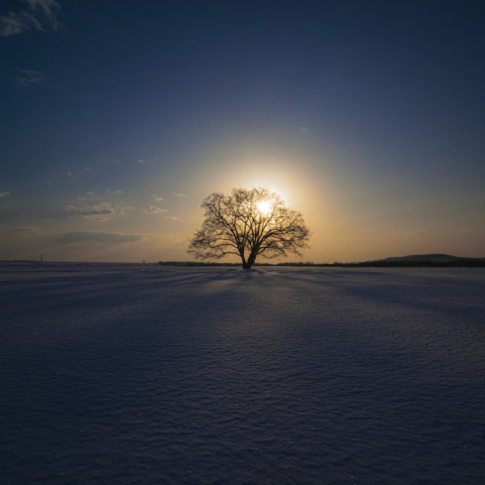 a lone tree in the middle of a snowy field