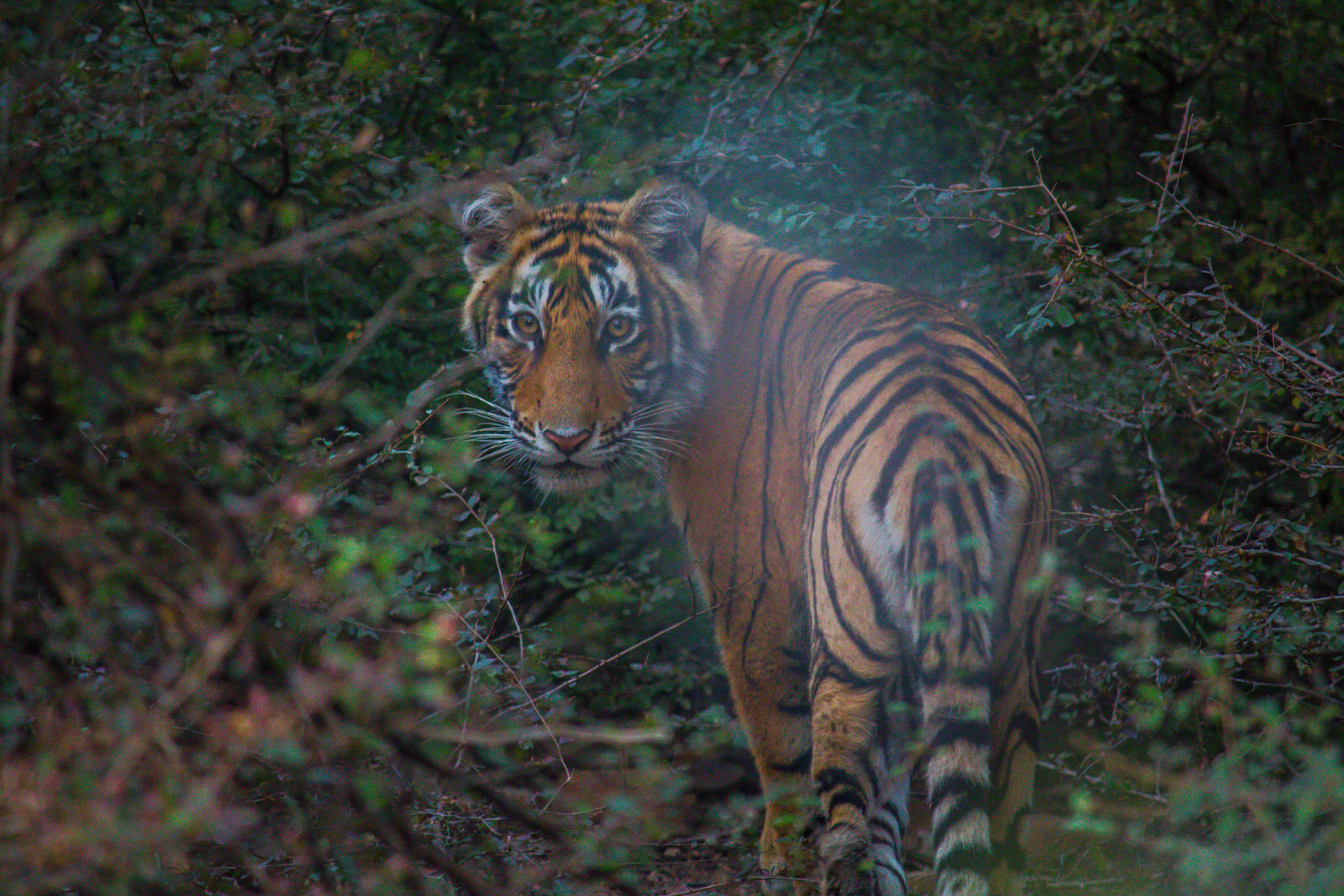 Tigre marchant près des ruines du fort de Ranthambore