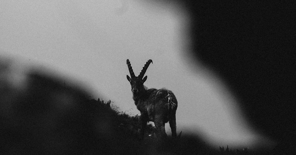 a black and white photo of a gazelle