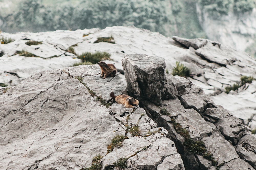 a couple of animals that are standing on some rocks