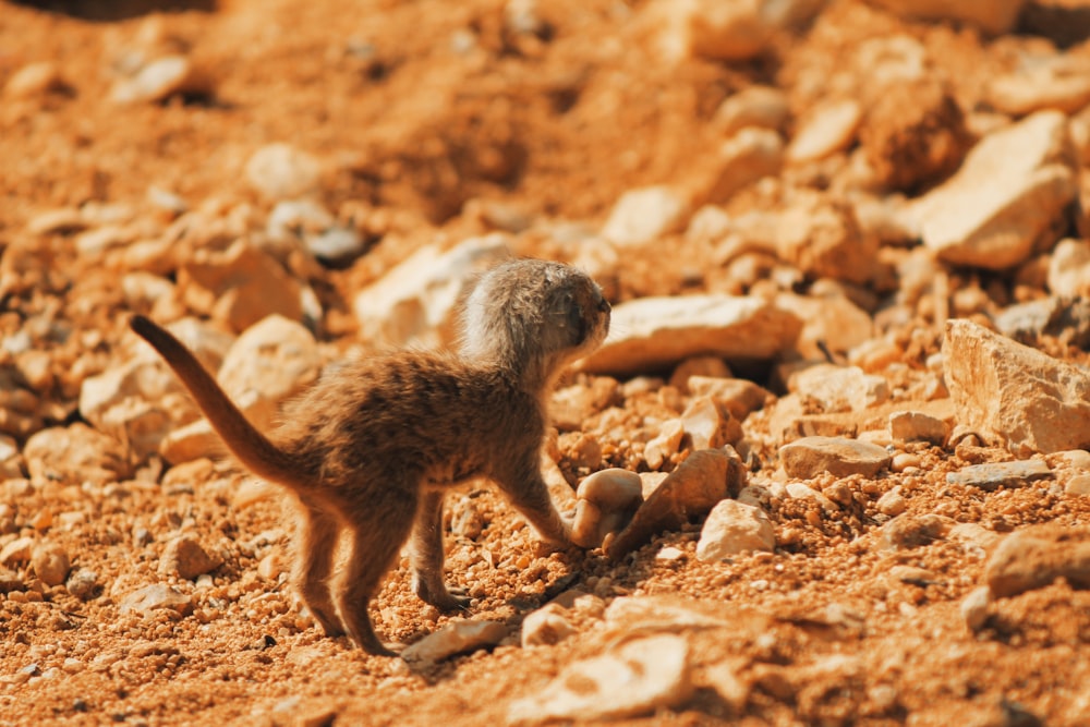 a small animal standing on top of a pile of rocks