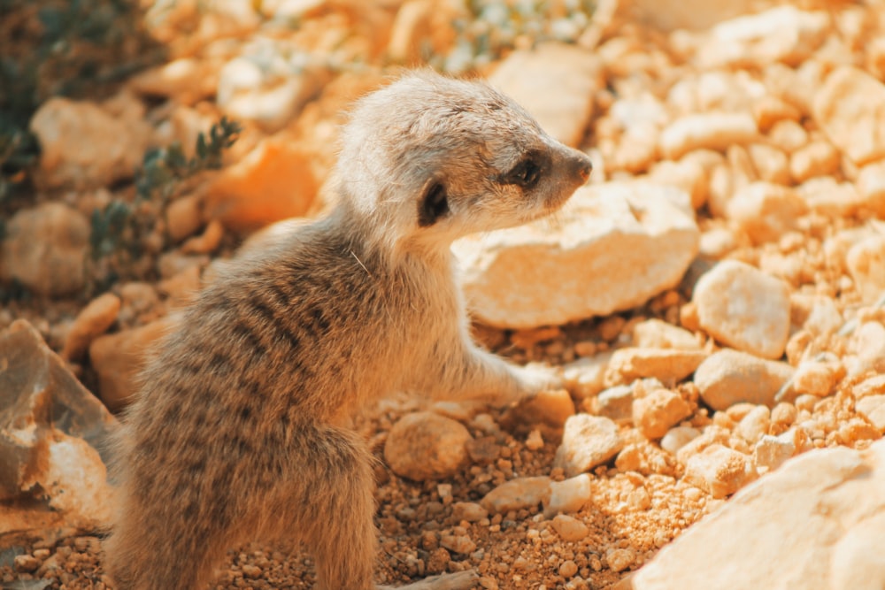 a small animal standing on top of a pile of rocks