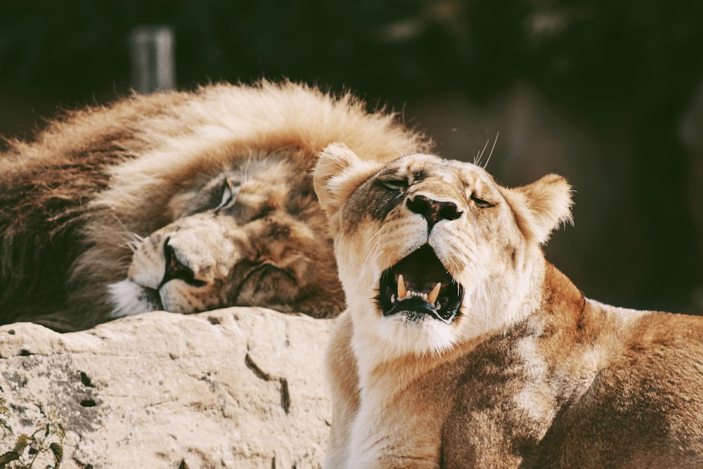 Un león bosteza mientras descansa sobre una roca