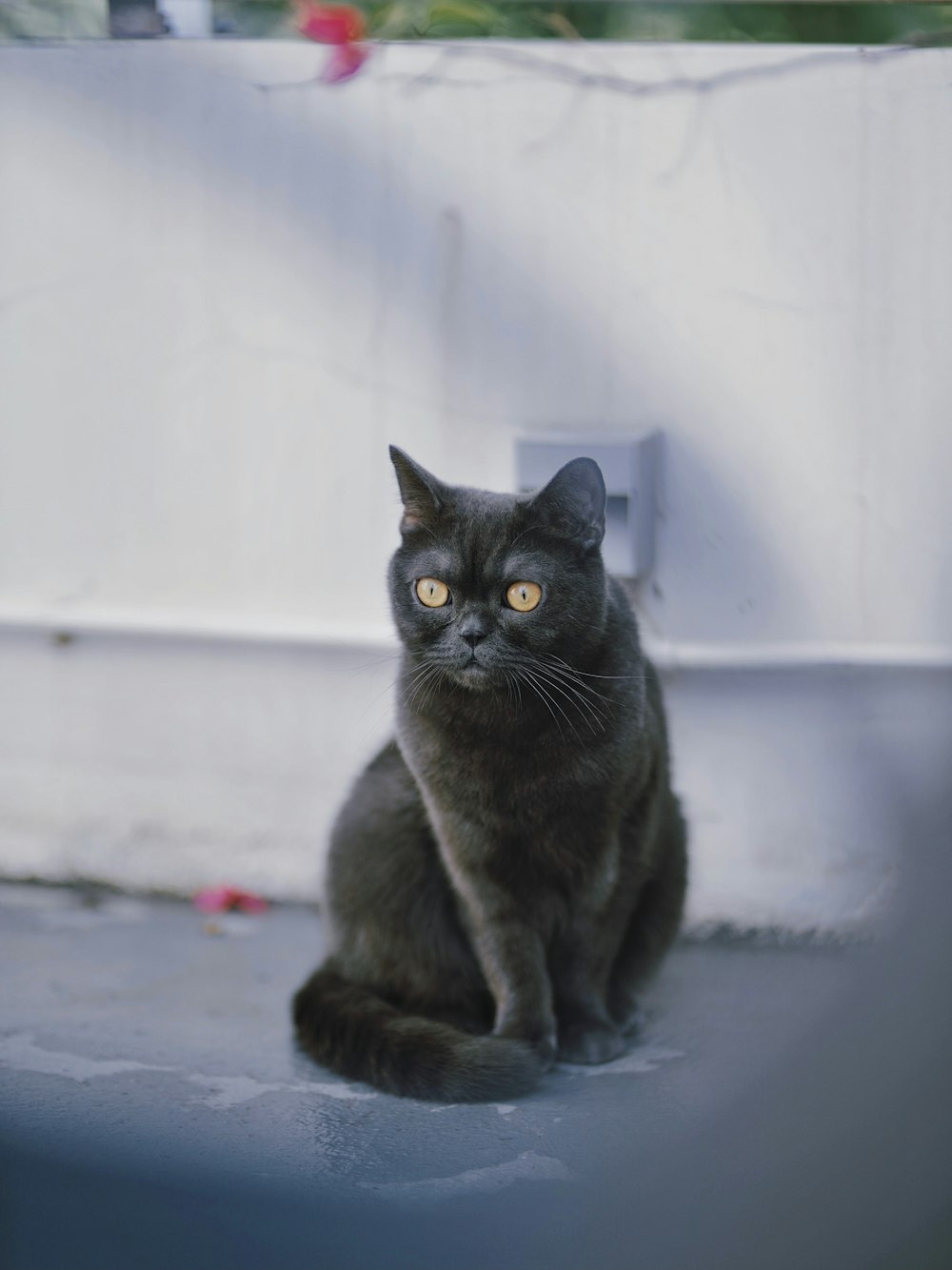 a black cat sitting on the ground looking at the camera
