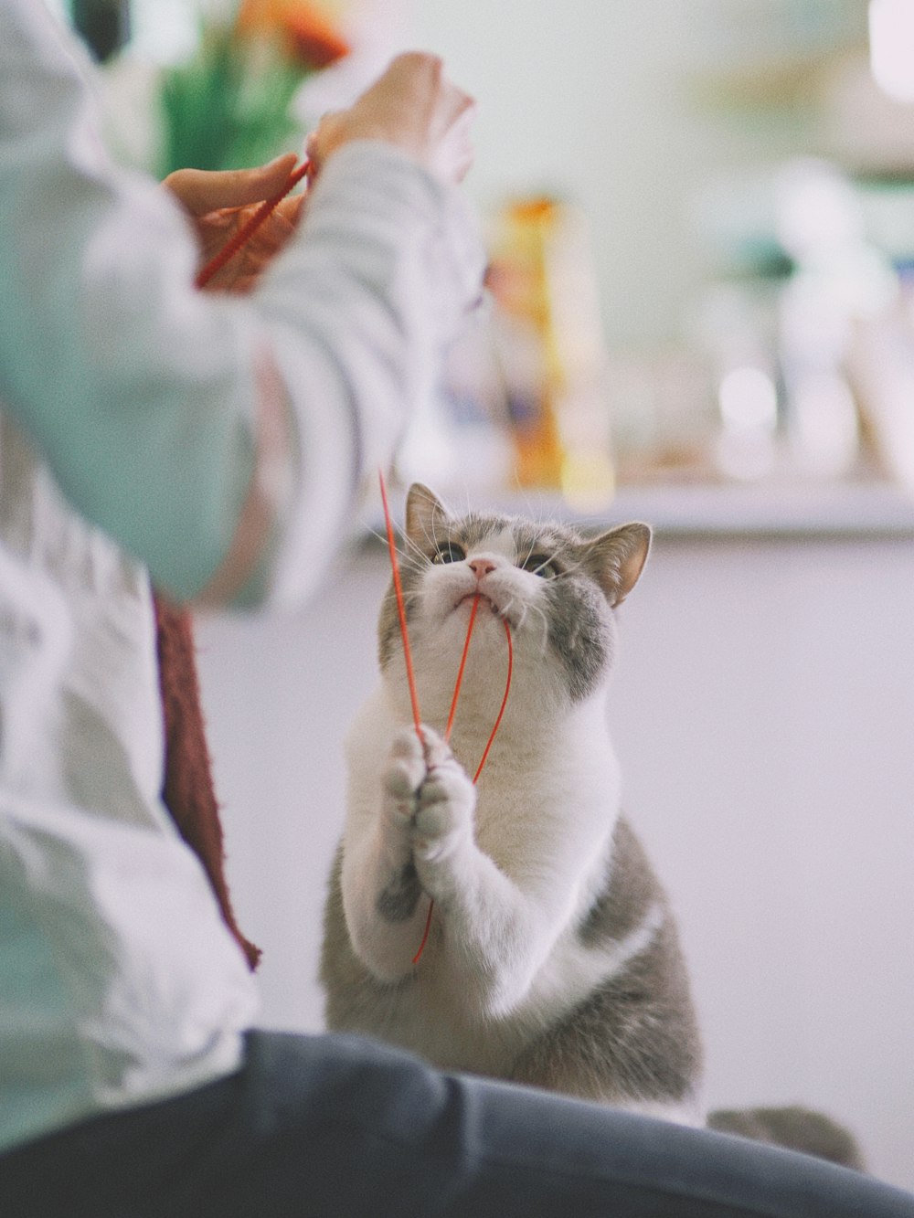 a gray and white cat playing with a red string