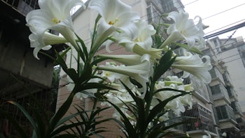White lilies with long, trumpet-shaped petals bloom vibrantly against the backdrop of urban buildings. Their fresh, green stems and leaves extend upwards, providing a striking contrast with the concrete and metal structures surrounding them. Power lines are visible in the background, intersecting the sky above.