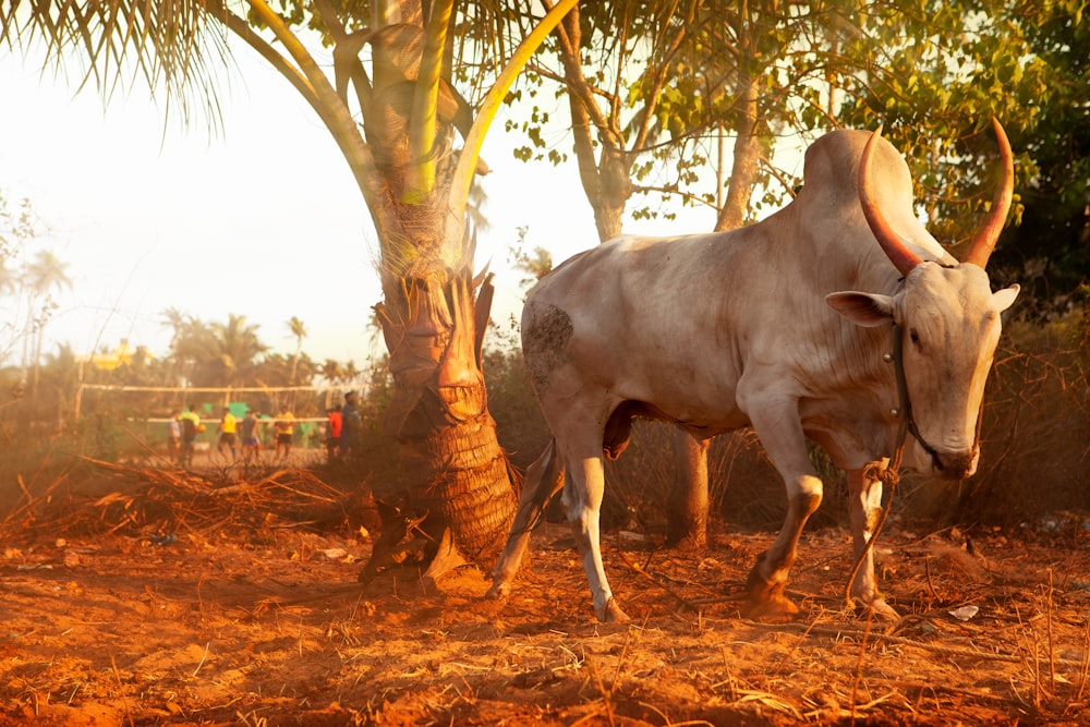 a white cow standing next to a palm tree