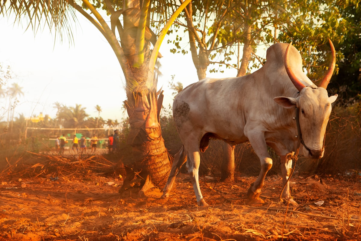Goa March — Arambol beach at sunset with a bull resting on the golden sand