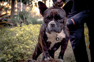 Therapy dog 