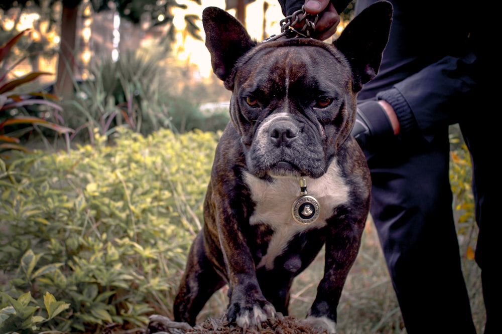 a dog that is standing in the grass