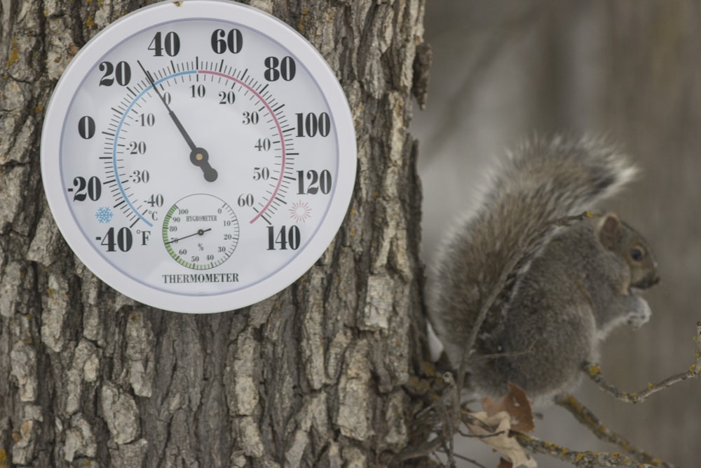 un thermomètre et un écureuil sur un arbre