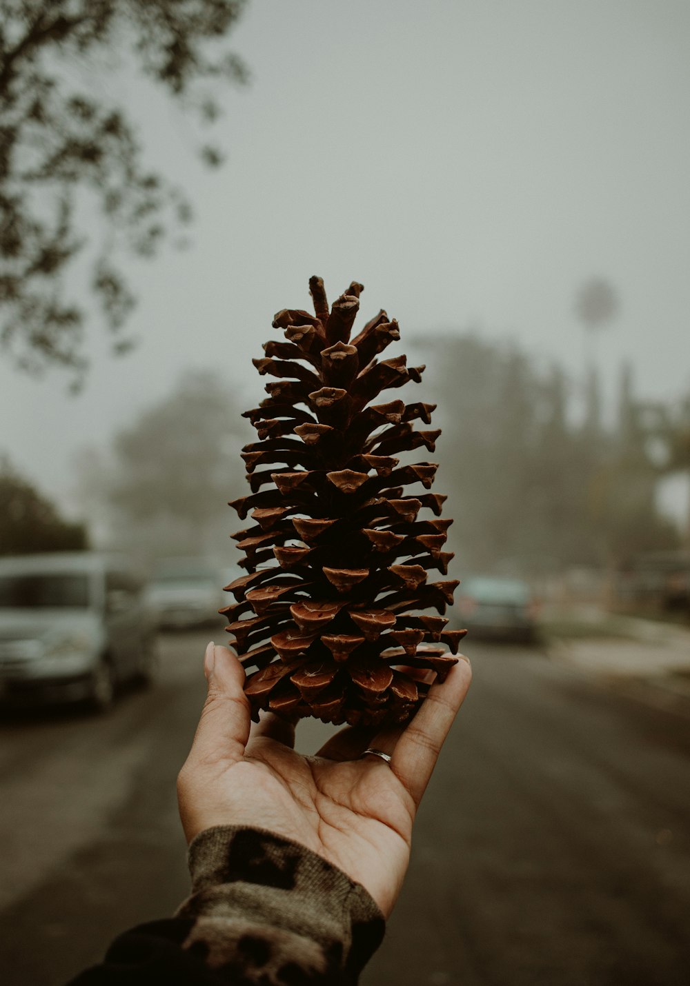 a person holding a pine cone in their hand