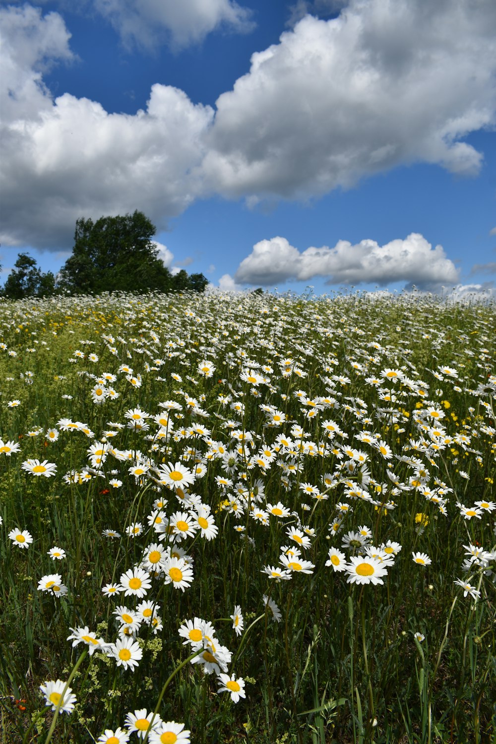 a field of daisies under a cloudy blue sky