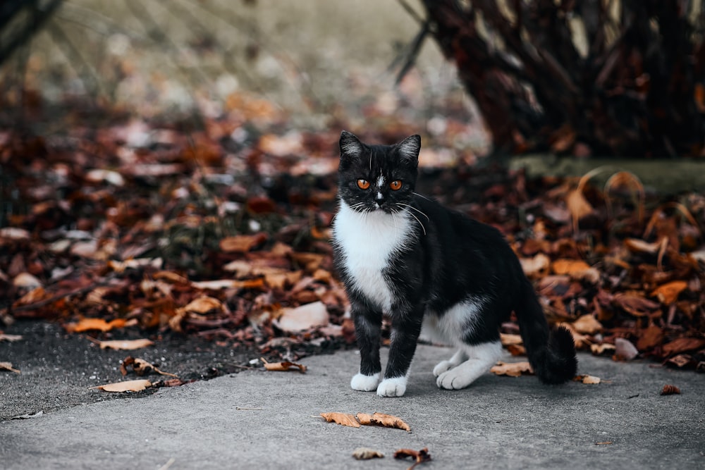 a black and white cat standing on top of leaves