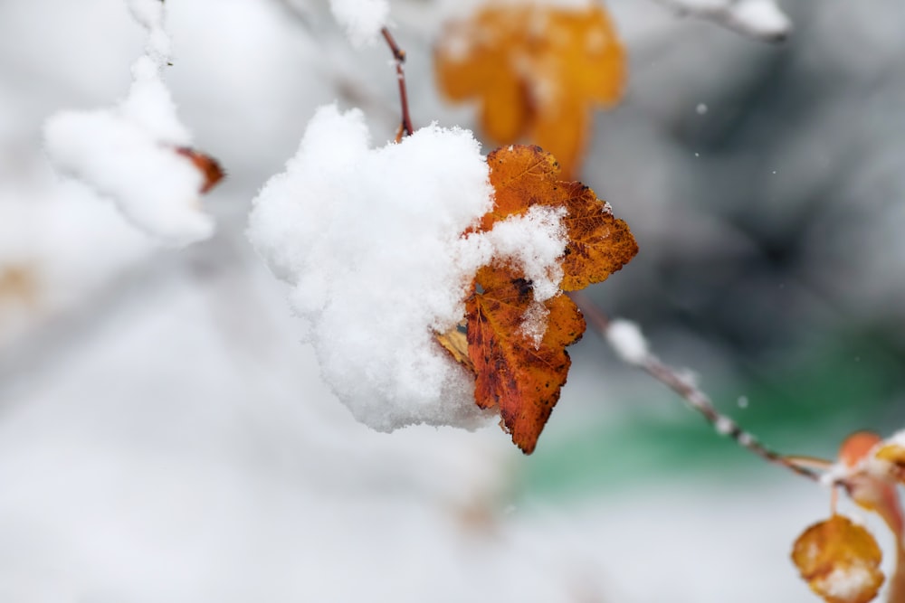 un ramo d'albero coperto di neve con una foglia su di esso