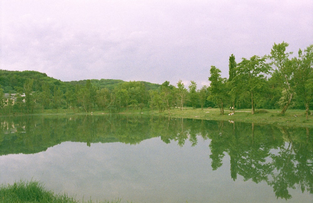 a body of water surrounded by lush green trees