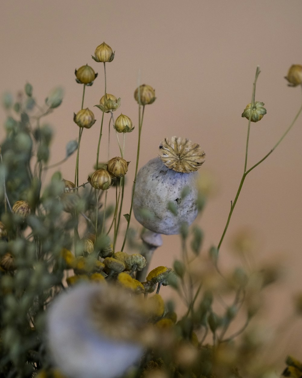 a small bird sitting on top of a plant