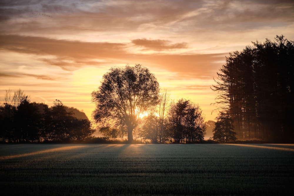 a field with trees and a sunset in the background