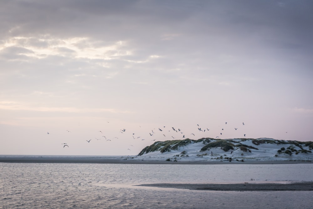 a flock of birds flying over a body of water