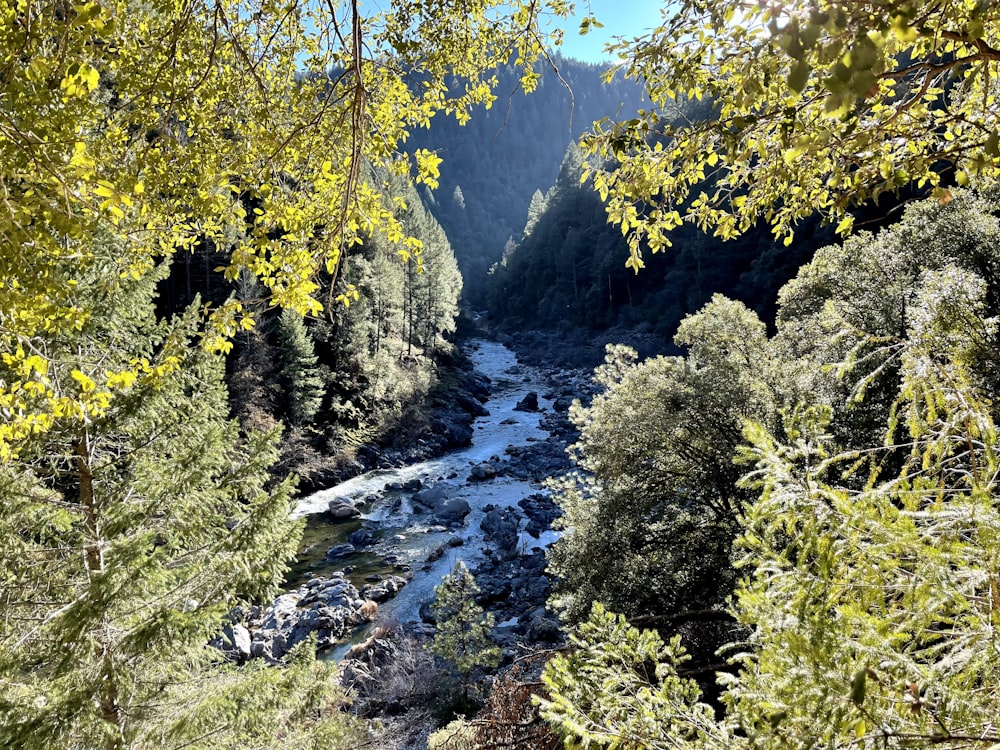 um rio que flui através de uma floresta verde exuberante