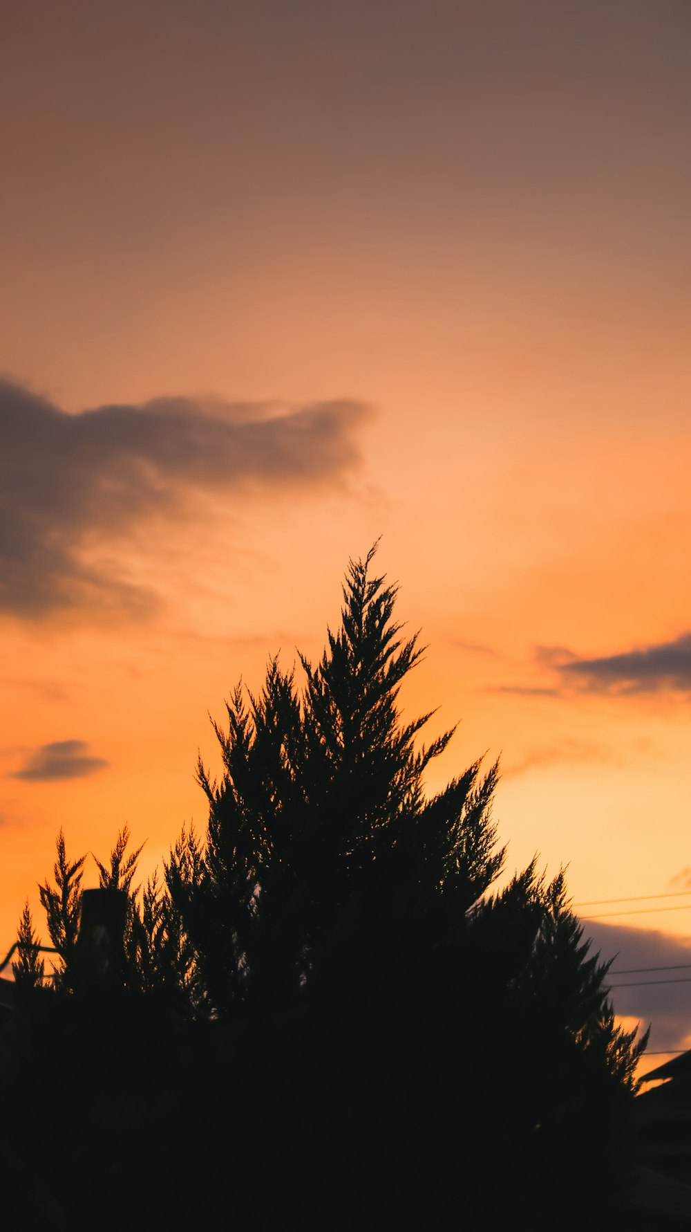 a tree is silhouetted against a sunset sky