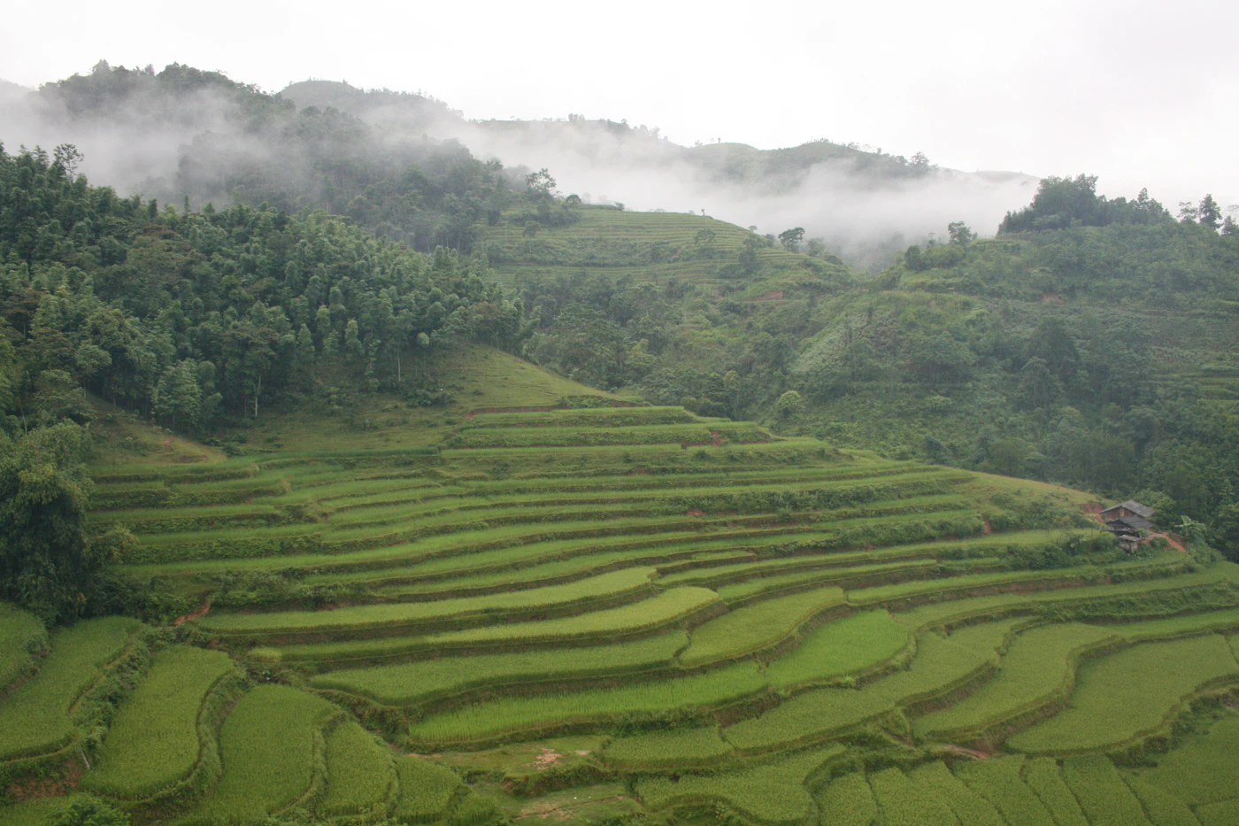 Green rice terraces climbing the hillsides in northern Vietnam