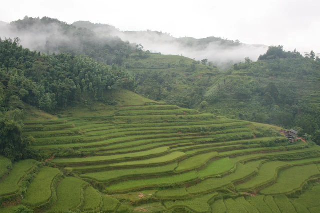 Green rice terraces climbing the hillsides in northern Vietnam