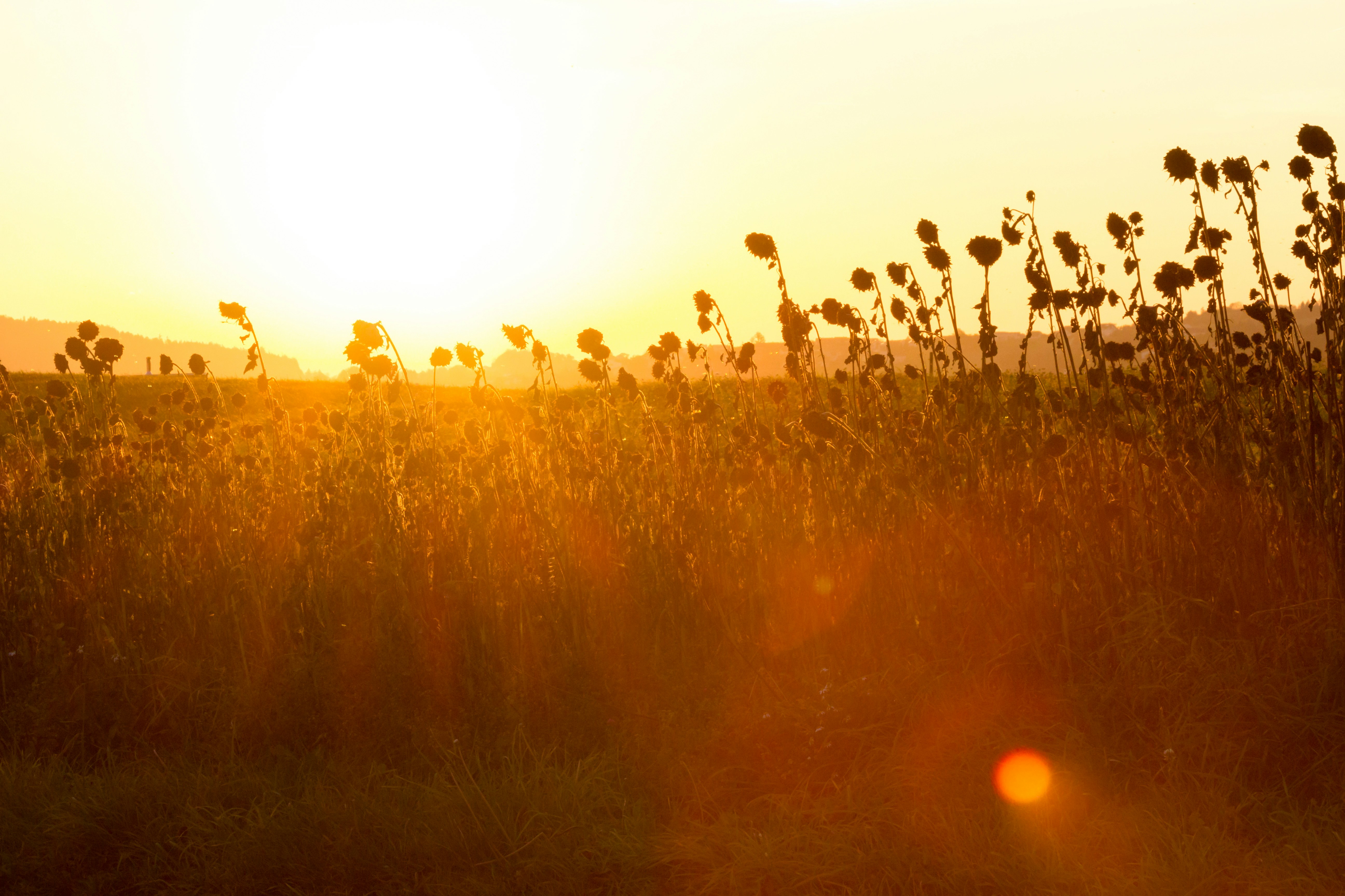 Photo by herrlechner