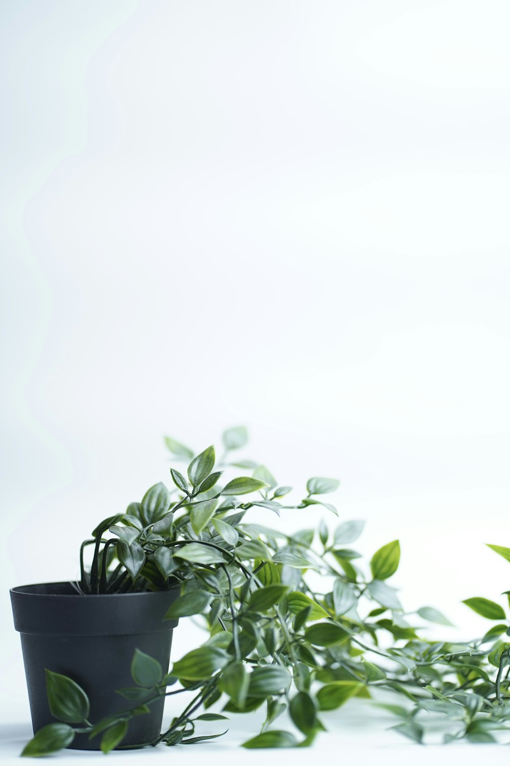 a potted plant sitting on top of a table