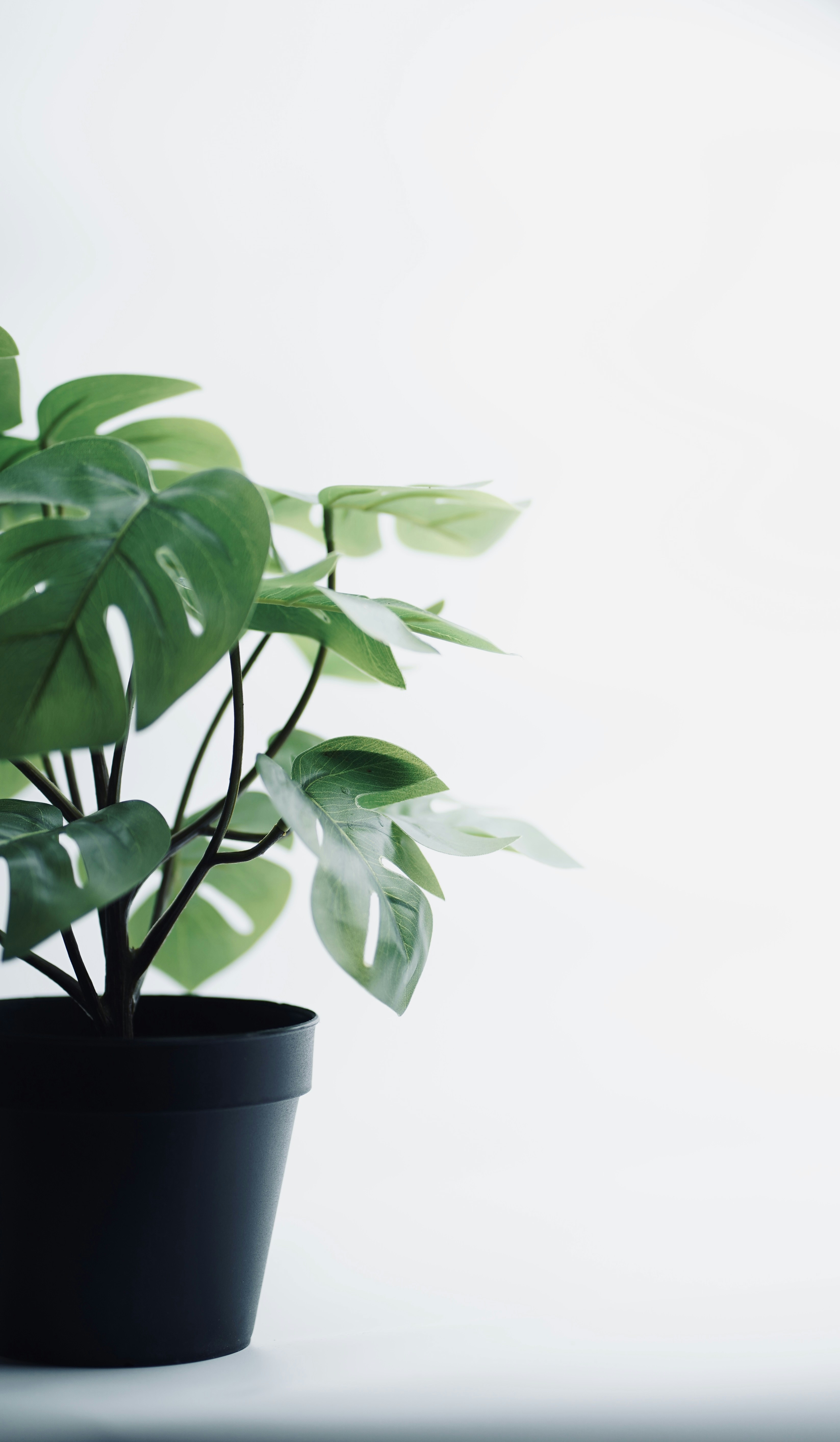 Photo by shyammishra94