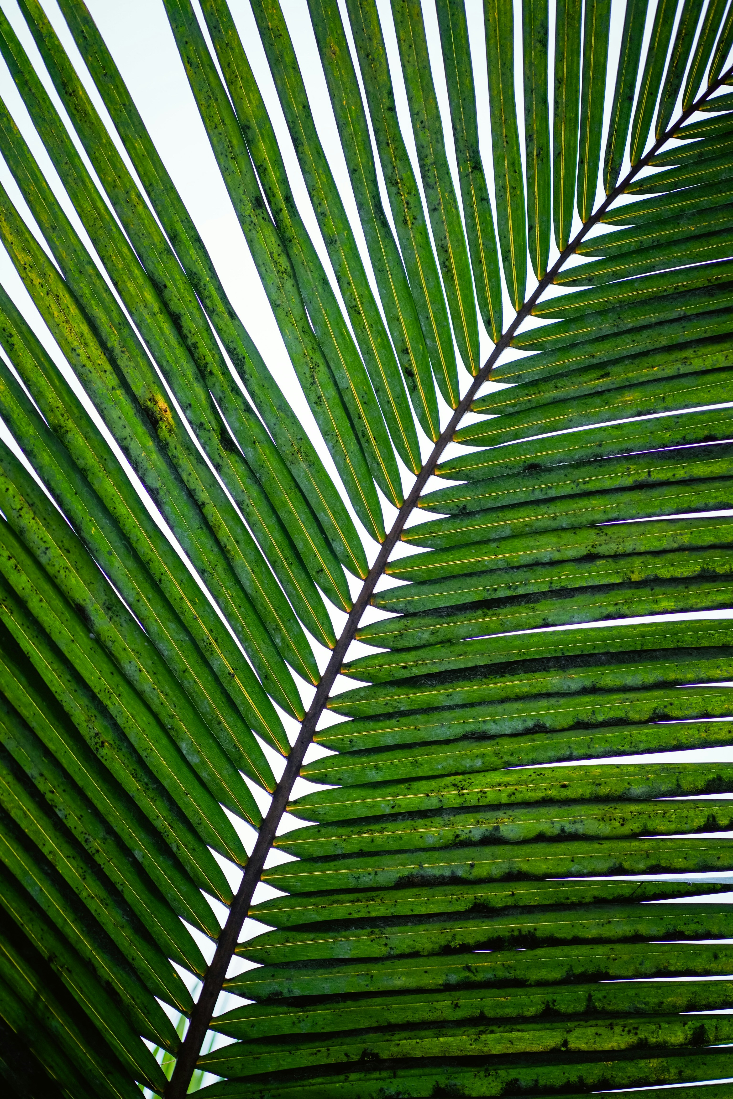 Photo by shyammishra94