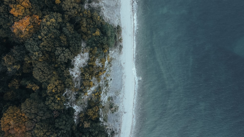 an aerial view of a beach and trees