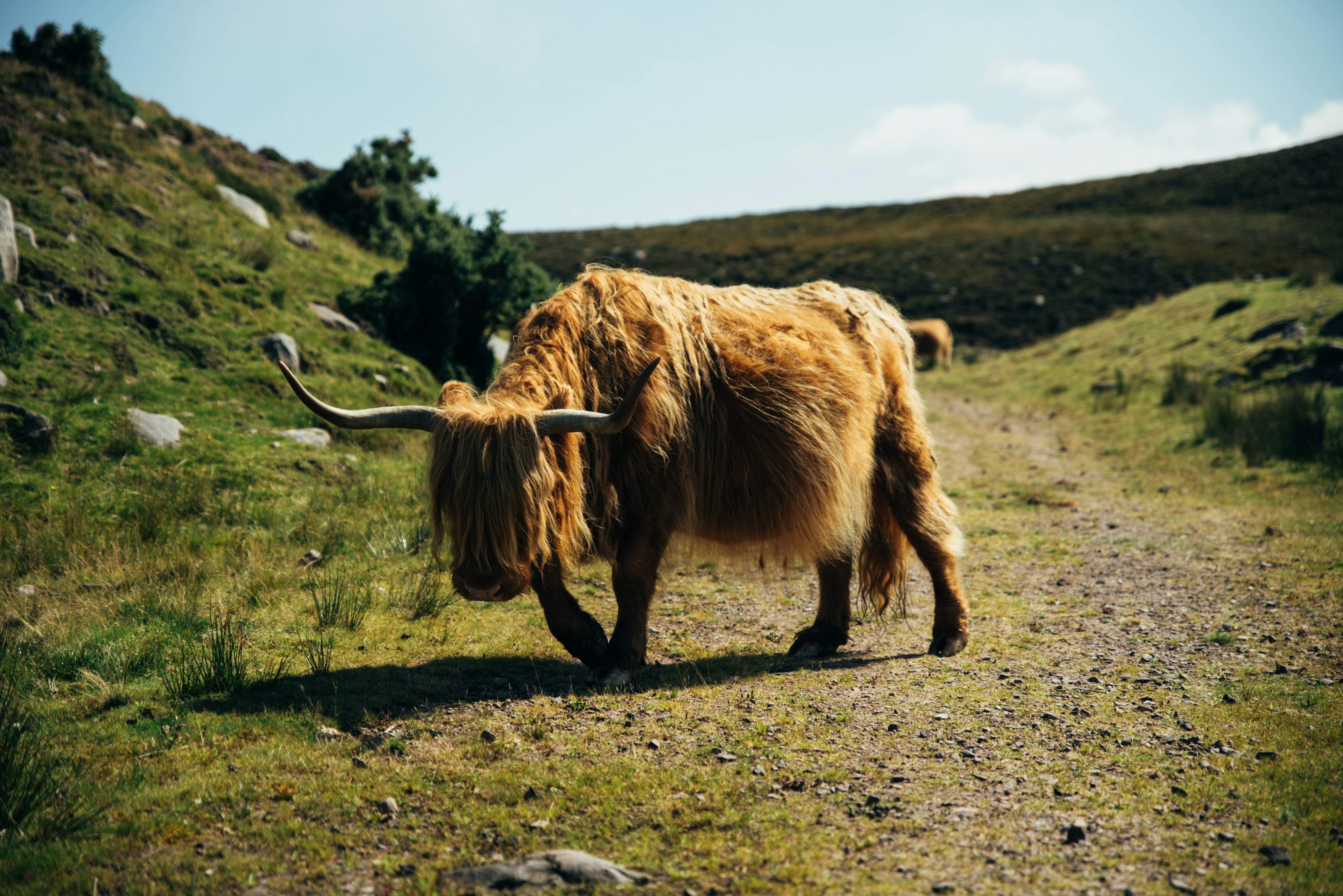 A yak with long horns walking down a dirt road photo – Free Scotland Image  on Unsplash