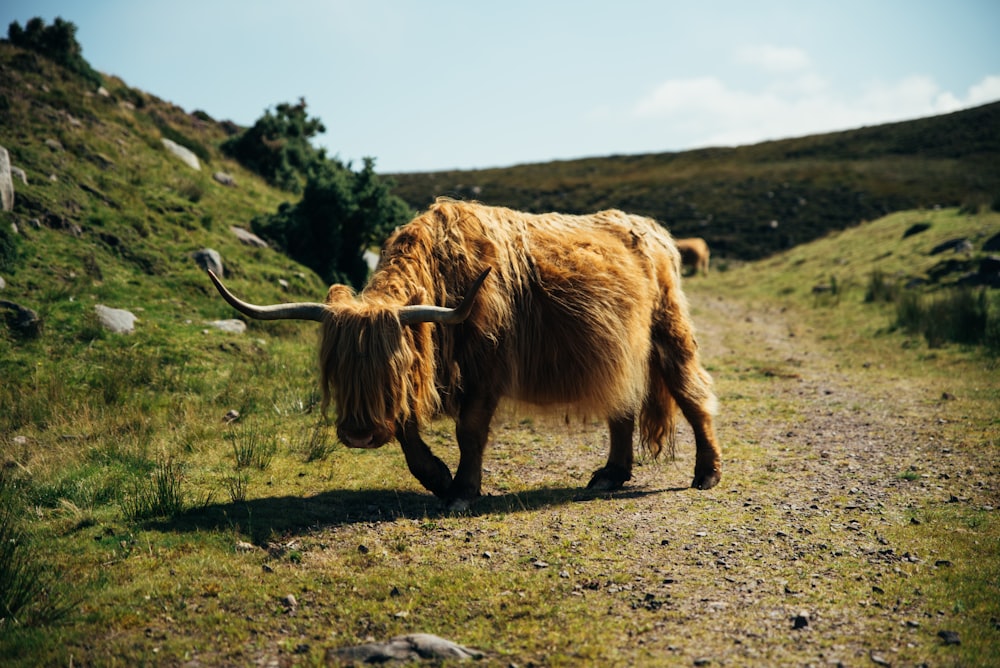a yak with long horns walking down a dirt road