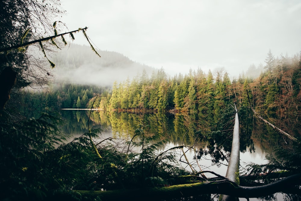 a lake surrounded by a forest filled with lots of trees