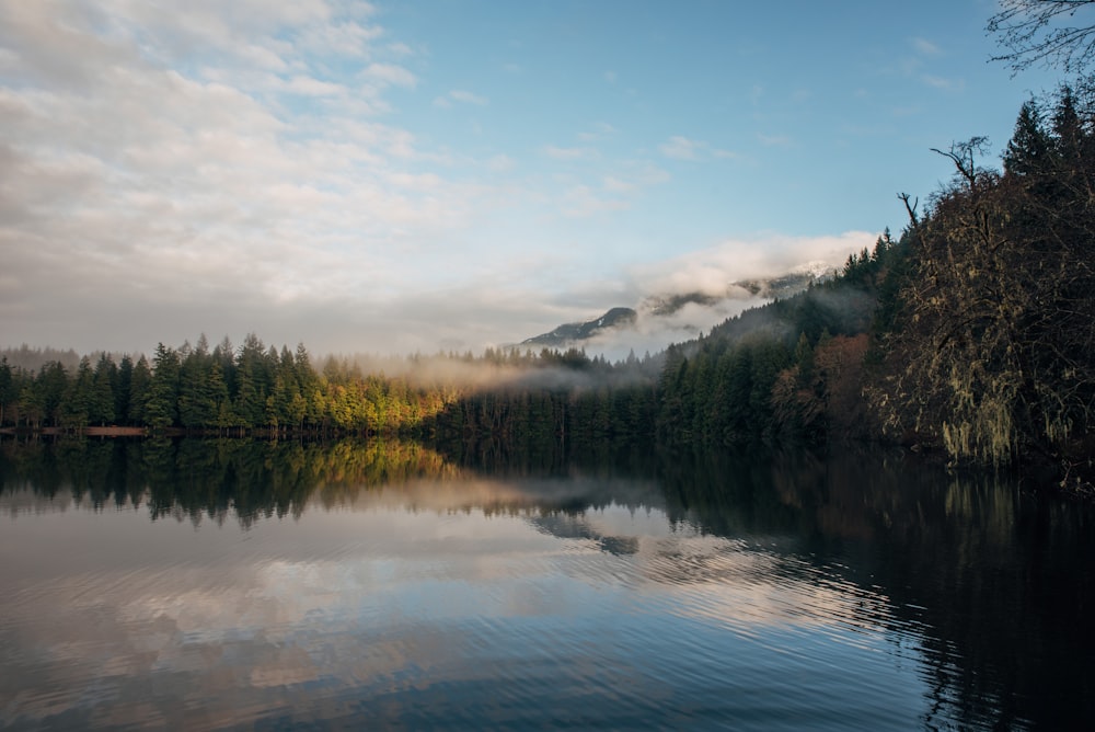 a body of water surrounded by a forest