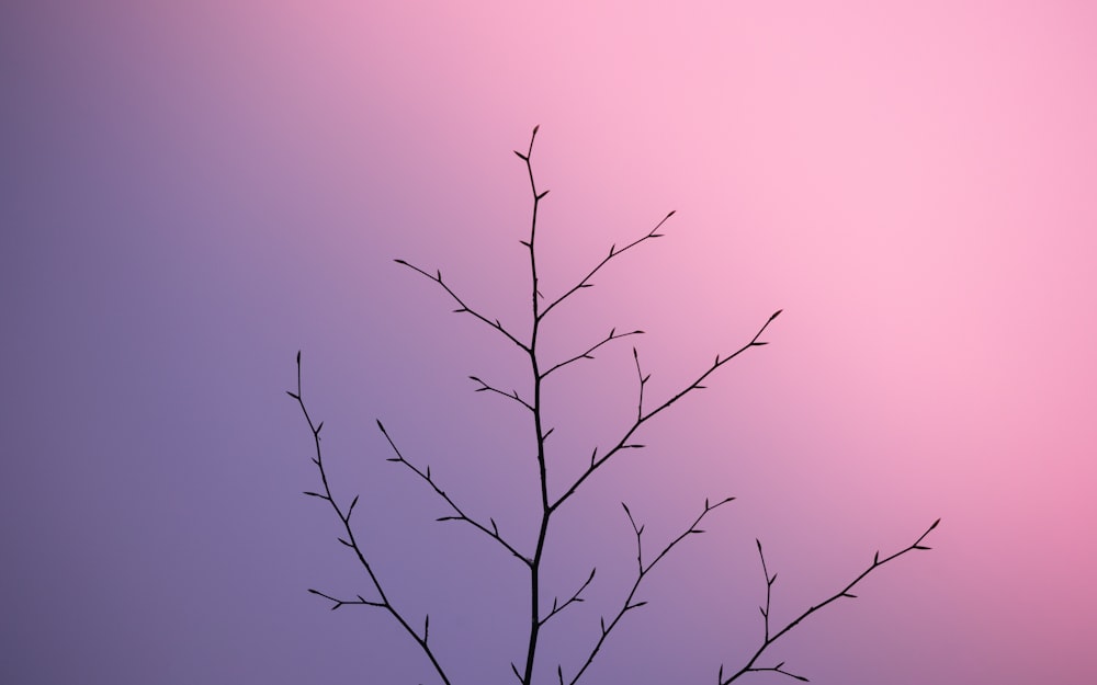 a tree branch in front of a purple and pink background