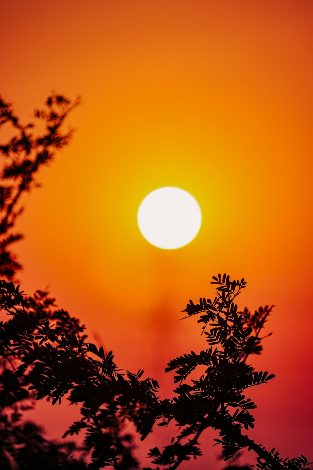 the sun is setting behind a tree branch