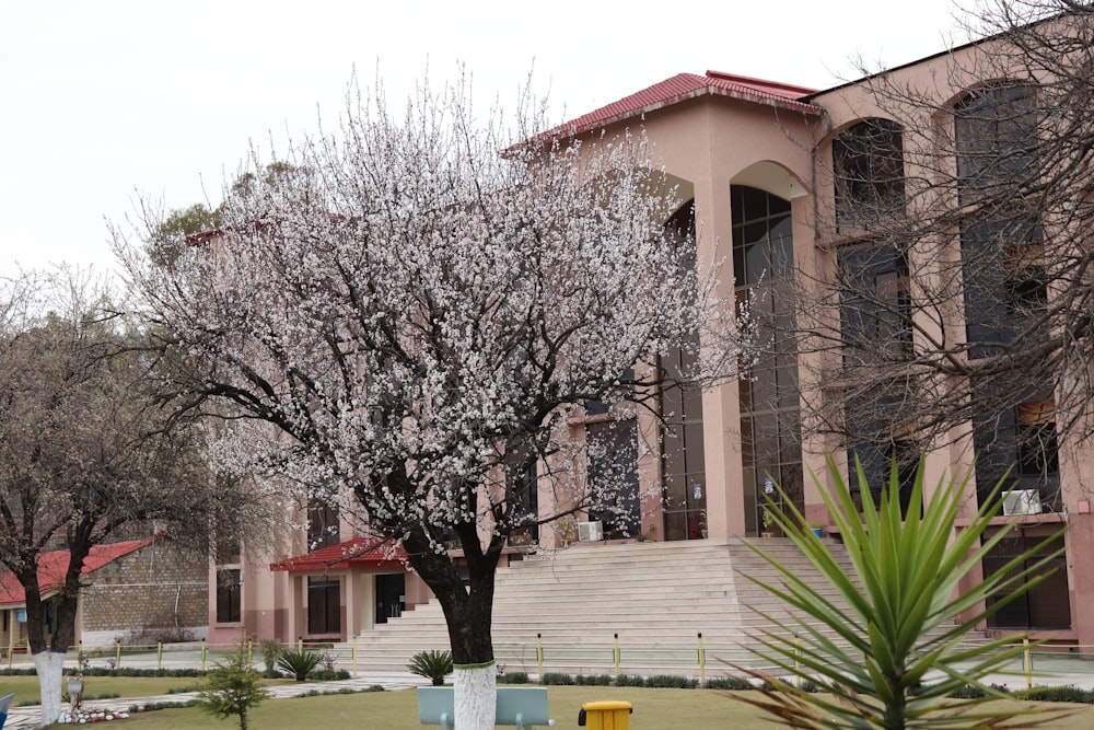 a tree with white flowers in front of a building