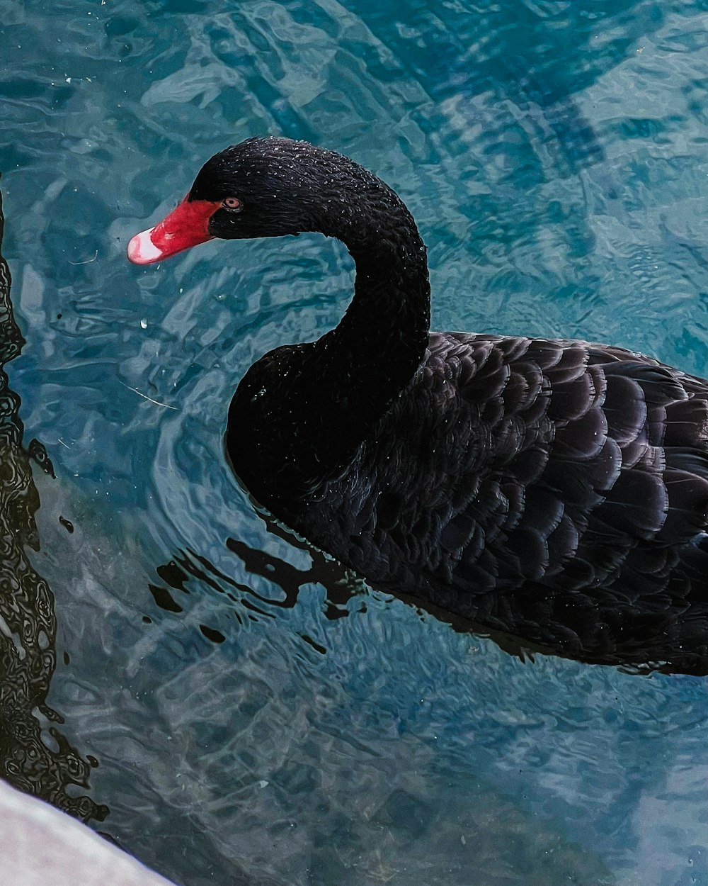 a black swan with a red beak swims in the water