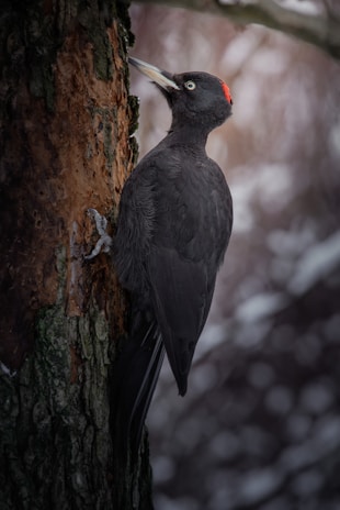 The black wood pecker 