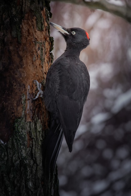 The black wood pecker 