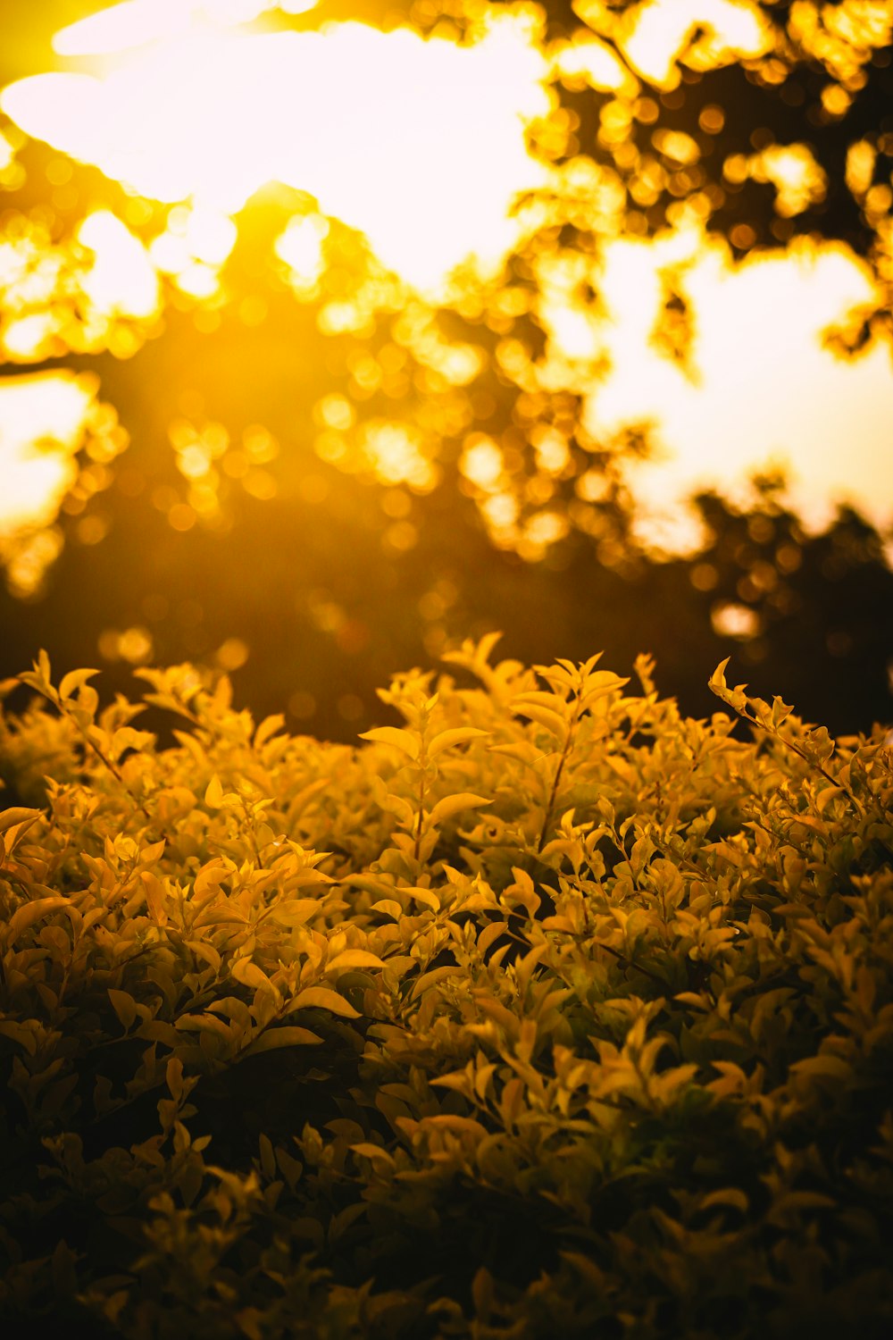 the sun is shining through the trees and bushes