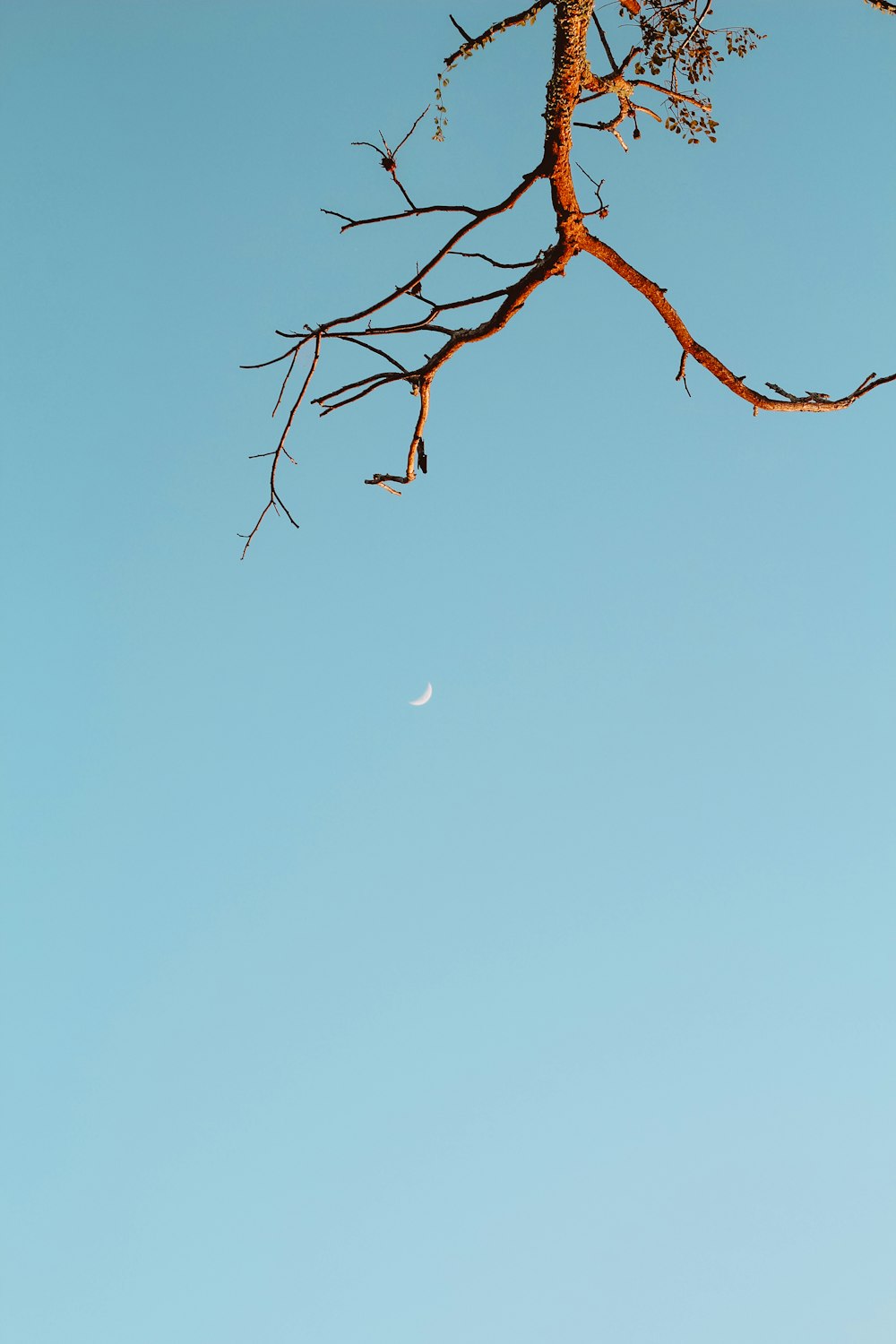 a tree branch with a half moon in the sky