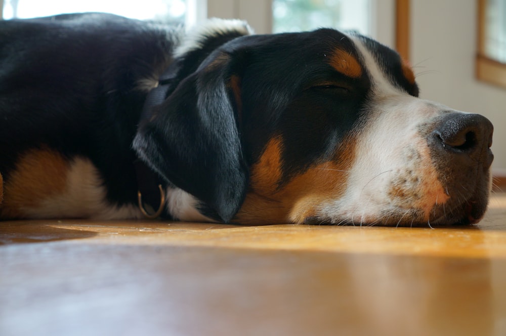 a black and brown dog laying on top of a wooden floor