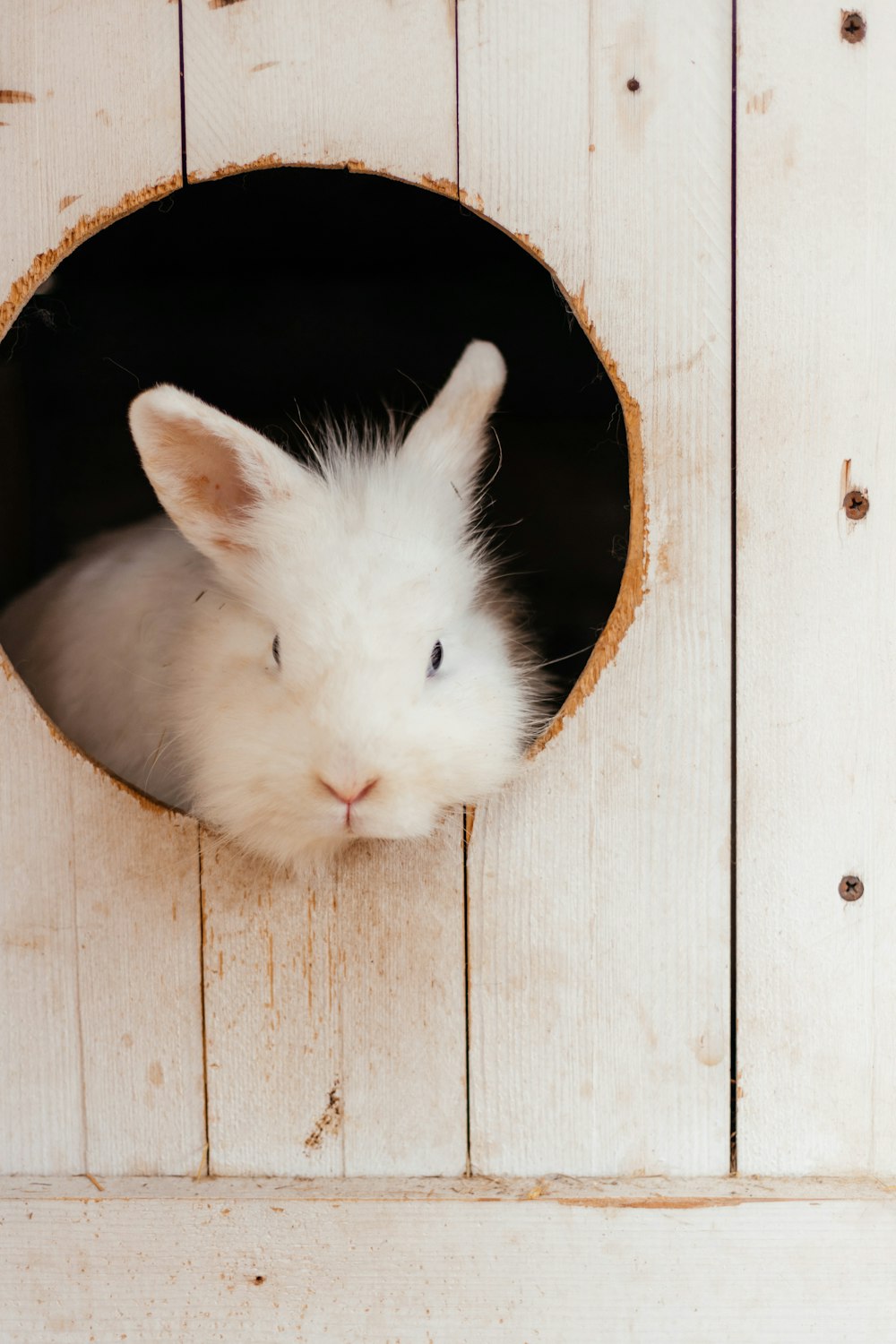 a small white rabbit sitting inside of a wooden box