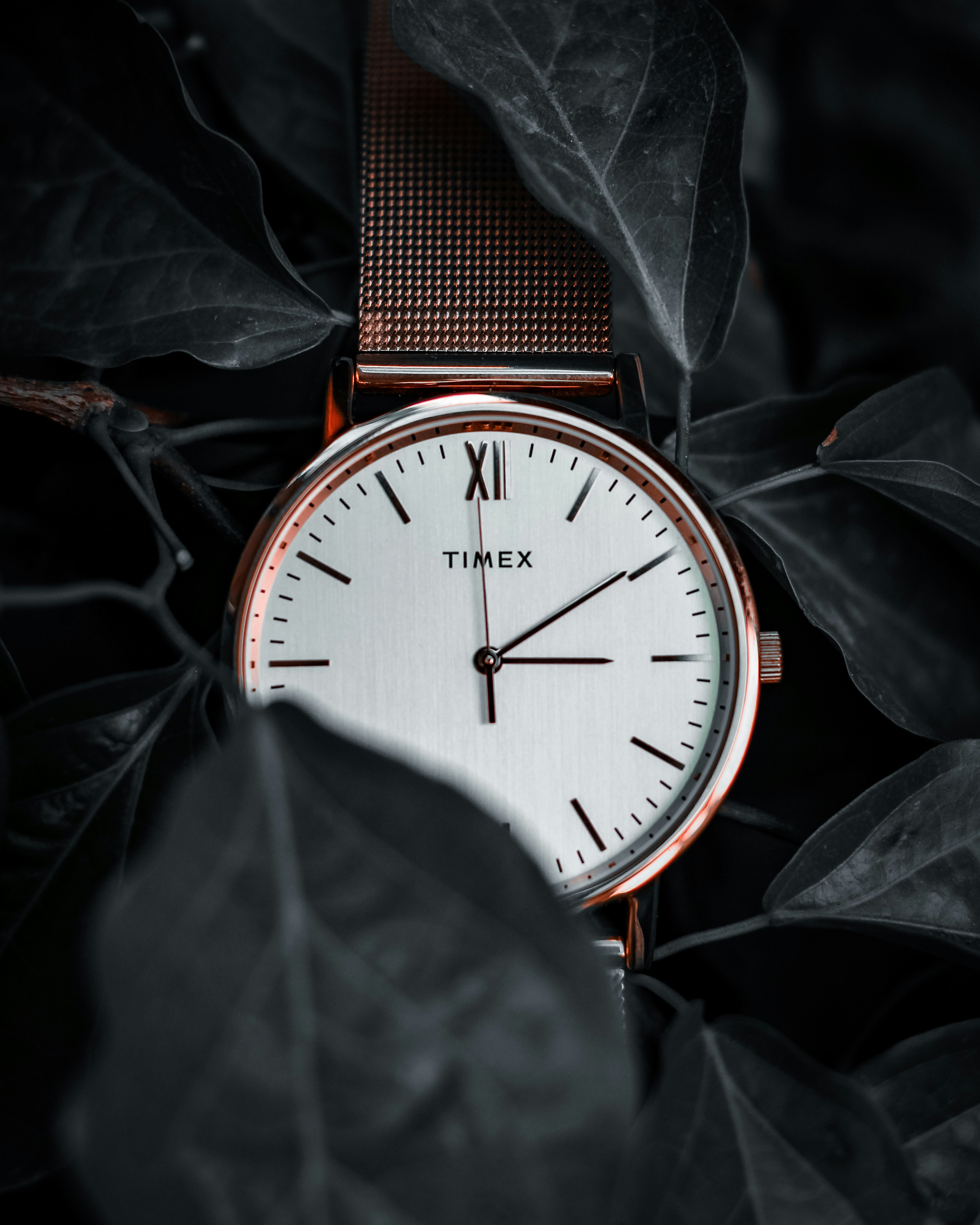 a close up of a watch on a leafy surface
