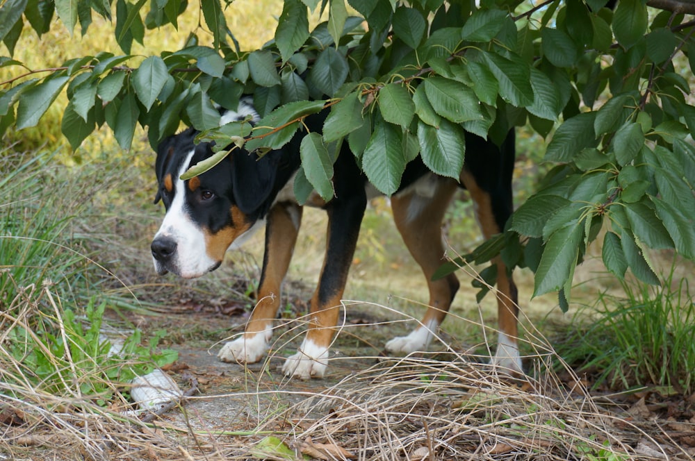 a dog that is standing under a tree